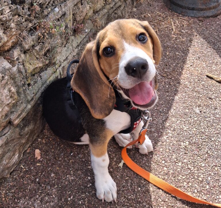 Harry beagle