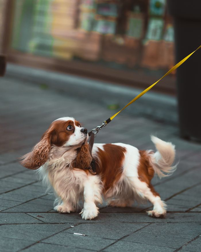 Charming Cavalier King Charles Spaniel on a leash during a walk in the city.